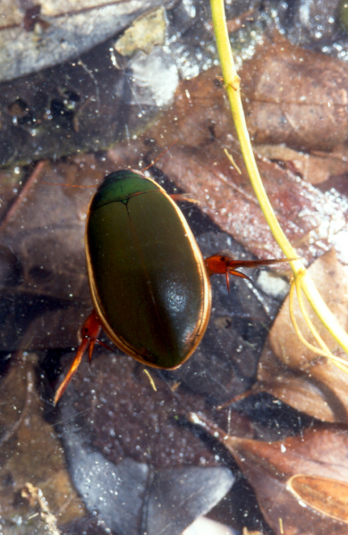 Predaceous diving beetle (Dytiscidae sp.) Credit: Sally Ray